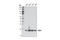 Superoxide Dismutase 1 antibody, 4266S, Cell Signaling Technology, Western Blot image 
