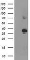 Sirtuin 6 antibody, CF503670, Origene, Western Blot image 