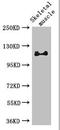 RB Transcriptional Corepressor Like 1 antibody, orb25528, Biorbyt, Western Blot image 