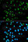 CDK-activating kinase assembly factor MAT1 antibody, A1918, ABclonal Technology, Immunofluorescence image 