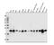 Caveolin 2 antibody, A01574, Boster Biological Technology, Western Blot image 