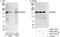 Misshapen Like Kinase 1 antibody, A302-193A, Bethyl Labs, Immunoprecipitation image 