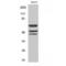 ShcA antibody, LS-C381181, Lifespan Biosciences, Western Blot image 
