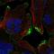CASK Interacting Protein 2 antibody, HPA075184, Atlas Antibodies, Immunofluorescence image 