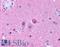 Neuropeptide Y Receptor Y5 antibody, LS-A1077, Lifespan Biosciences, Immunohistochemistry frozen image 