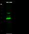 Inhibitor Of Growth Family Member 5 antibody, 13917-RP02, Sino Biological, Western Blot image 