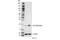 p21 antibody, 64016S, Cell Signaling Technology, Western Blot image 