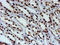 Fragile X mental retardation 1 protein antibody, LS-C173787, Lifespan Biosciences, Immunohistochemistry frozen image 