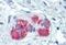 Phenylalanyl-tRNA synthetase beta chain antibody, MBS246201, MyBioSource, Immunohistochemistry frozen image 