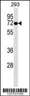 Otopetrin 2 antibody, 59-393, ProSci, Western Blot image 