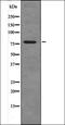 Caldesmon 1 antibody, orb335918, Biorbyt, Western Blot image 