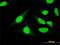 Ubiquitin Associated And SH3 Domain Containing B antibody, H00084959-M01, Novus Biologicals, Immunofluorescence image 