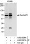 Ran GTPase Activating Protein 1 antibody, A302-027A, Bethyl Labs, Immunoprecipitation image 