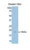 Sulfite Oxidase antibody, LS-C299985, Lifespan Biosciences, Western Blot image 