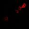 Phosphoglucomutase-1 antibody, orb341030, Biorbyt, Immunofluorescence image 