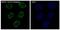 Enhancer Of Zeste 2 Polycomb Repressive Complex 2 Subunit antibody, M00050-1, Boster Biological Technology, Immunofluorescence image 