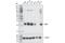 PAXX Non-Homologous End Joining Factor antibody, 92448S, Cell Signaling Technology, Western Blot image 