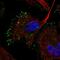 Reelin antibody, HPA046512, Atlas Antibodies, Immunofluorescence image 