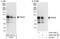 Phosphodiesterase 4D antibody, A302-745A, Bethyl Labs, Western Blot image 
