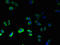 Probable G-protein coupled receptor 75 antibody, A59298-100, Epigentek, Immunofluorescence image 