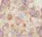 Small proline-rich protein 2D antibody, FNab08195, FineTest, Immunohistochemistry paraffin image 