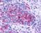 ADCYAP Receptor Type I antibody, NLS948, Novus Biologicals, Immunohistochemistry paraffin image 