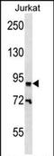 Zinc Finger Protein 780B antibody, PA5-71943, Invitrogen Antibodies, Western Blot image 