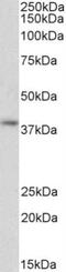 G protein alpha Inhibitor 2 antibody, NBP2-44318, Novus Biologicals, Western Blot image 