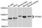 G Protein Signaling Modulator 2 antibody, abx125904, Abbexa, Western Blot image 