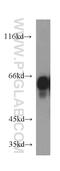 Protein Tyrosine Phosphatase Receptor Type N antibody, 10584-1-AP, Proteintech Group, Western Blot image 
