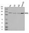 BUB1 Mitotic Checkpoint Serine/Threonine Kinase antibody, A00776-3, Boster Biological Technology, Western Blot image 