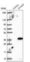 Dynactin Associated Protein antibody, NBP1-93793, Novus Biologicals, Western Blot image 