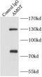Angiomotin antibody, FNab09852, FineTest, Immunoprecipitation image 