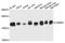 Vesicle Associated Membrane Protein 4 antibody, A4241, ABclonal Technology, Western Blot image 