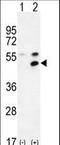 Membrane Palmitoylated Protein 1 antibody, LS-C164610, Lifespan Biosciences, Western Blot image 