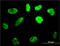 Cbfa1 antibody, LS-B4294, Lifespan Biosciences, Immunofluorescence image 