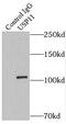 Ubiquitin Specific Peptidase 11 antibody, FNab09305, FineTest, Immunoprecipitation image 