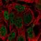 Uncharacterized protein C17orf51 antibody, NBP2-14760, Novus Biologicals, Immunofluorescence image 