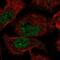 Endogenous Bornavirus Like Nucleoprotein 2 antibody, NBP2-56352, Novus Biologicals, Immunofluorescence image 