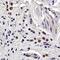 Peptidoglycan recognition protein 1 antibody, NB100-56719, Novus Biologicals, Immunohistochemistry frozen image 