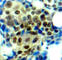 Erk1 antibody, AP0234, ABclonal Technology, Immunohistochemistry paraffin image 