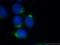 Golgi phosphoprotein 3 antibody, 19112-1-AP, Proteintech Group, Immunofluorescence image 