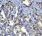 HsMAD2 antibody, ab40855, Abcam, Immunohistochemistry paraffin image 