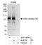 Splicing factor, arginine/serine-rich 18 antibody, A301-609A, Bethyl Labs, Immunoprecipitation image 