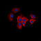 ER lumen protein retaining receptor 2 antibody, abx133035, Abbexa, Western Blot image 