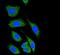 Death Associated Protein Kinase 1 antibody, PA5-14044, Invitrogen Antibodies, Immunofluorescence image 