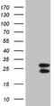 Interferon Gamma antibody, CF805799, Origene, Western Blot image 