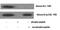 Histone H3.3 antibody, A68371-100, Epigentek, Western Blot image 