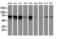 Dynein Axonemal Assembly Factor 1 antibody, LS-C337698, Lifespan Biosciences, Western Blot image 