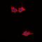 Esterase D antibody, orb78309, Biorbyt, Immunofluorescence image 